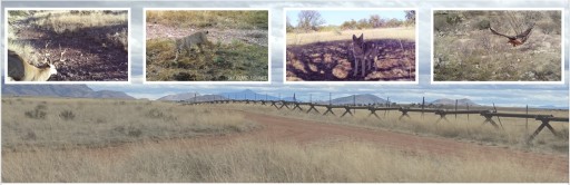 Conservation Scientists Launch Binational Effort to Document Wildlife in the Path of Trump's Border Wall