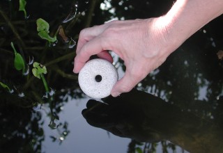 A Mosquito Dunk is dropped into a pond