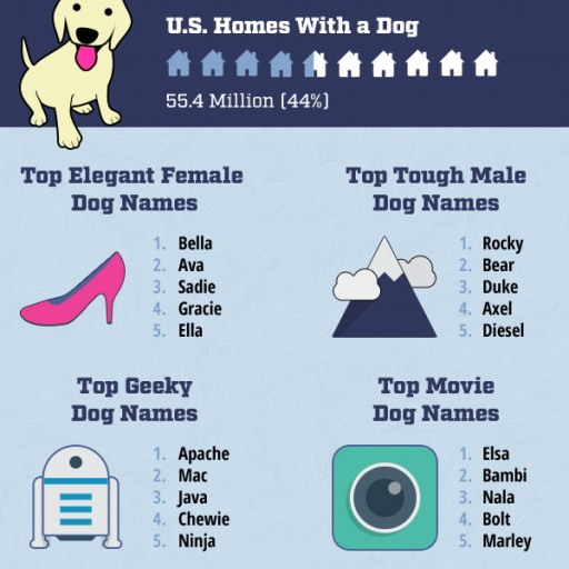 Fortress Dog Name Meaning & Info - Drlogy