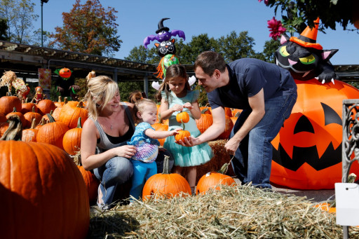 Pumpkin Picking at Hicks Nurseries