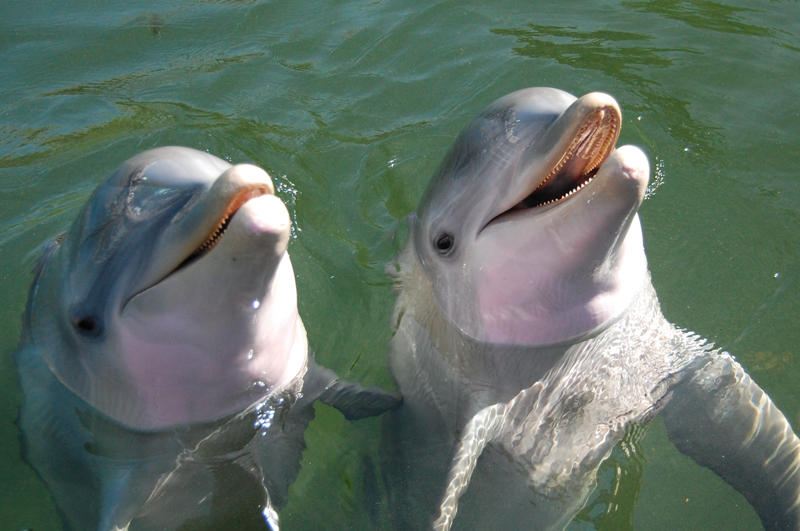 Island Dolphin Care Announces The 