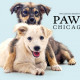Vetnique Partners With the Mutt Dog & PAWS Chicago to Support Homeless Pets