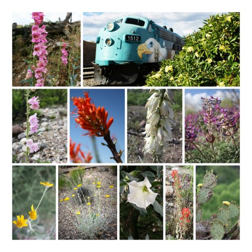 Spring Blooms With Bunnies, Eaglets and Wildflowers Along Verde Canyon Railroad