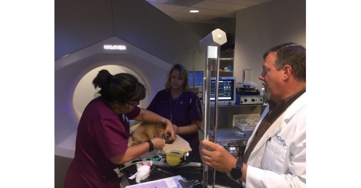 PetCure Oncology Continues to Provide Care for Pets With Cancer During