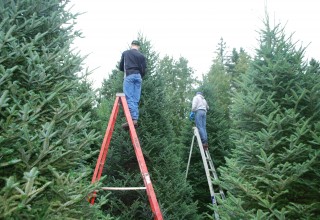 The Garden Gates Christmas Tree Team Inspecting Trees 