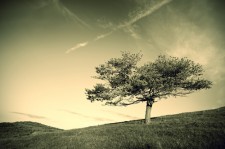 Tree Lending Group