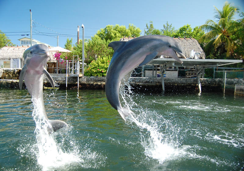 Island Dolphin Care Announces The 