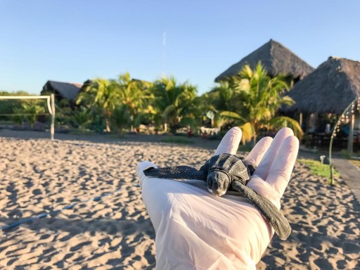 Nicaraguan Hostel Saving Sea Turtles on an Unprotected and Remote Beach.