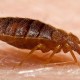 Nixalite of America Inc. Offers Tips on Avoiding Bedbugs While Traveling