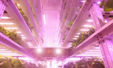 Sananbio UPLIFT