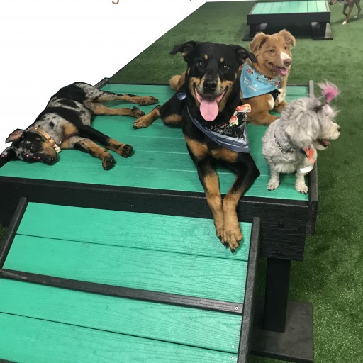 New Energetic Colors for Gyms for Dogs Product Line