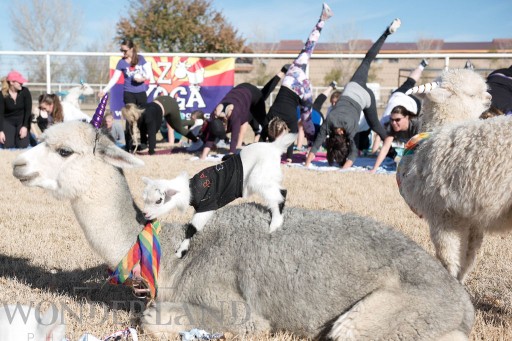 Arizona Goat Yoga is the First Yoga Company to Become a Certified Autism Center™