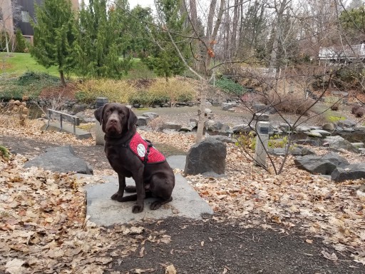 12-Year-Old Girl in North Bend, Oregon Recieves Seizure Response Dog From Service Dogs by Warren Retrievers