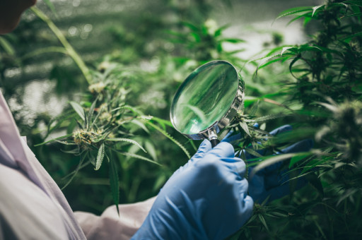 Cannabis Industries Creating New Plant Strains Receive Huge Tax Credits for Their Research