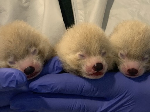 Kirk Cousins Picks His Name for John Ball Zoo's Red Panda Cubs
