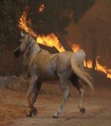 California Fires Affecting People and Horses