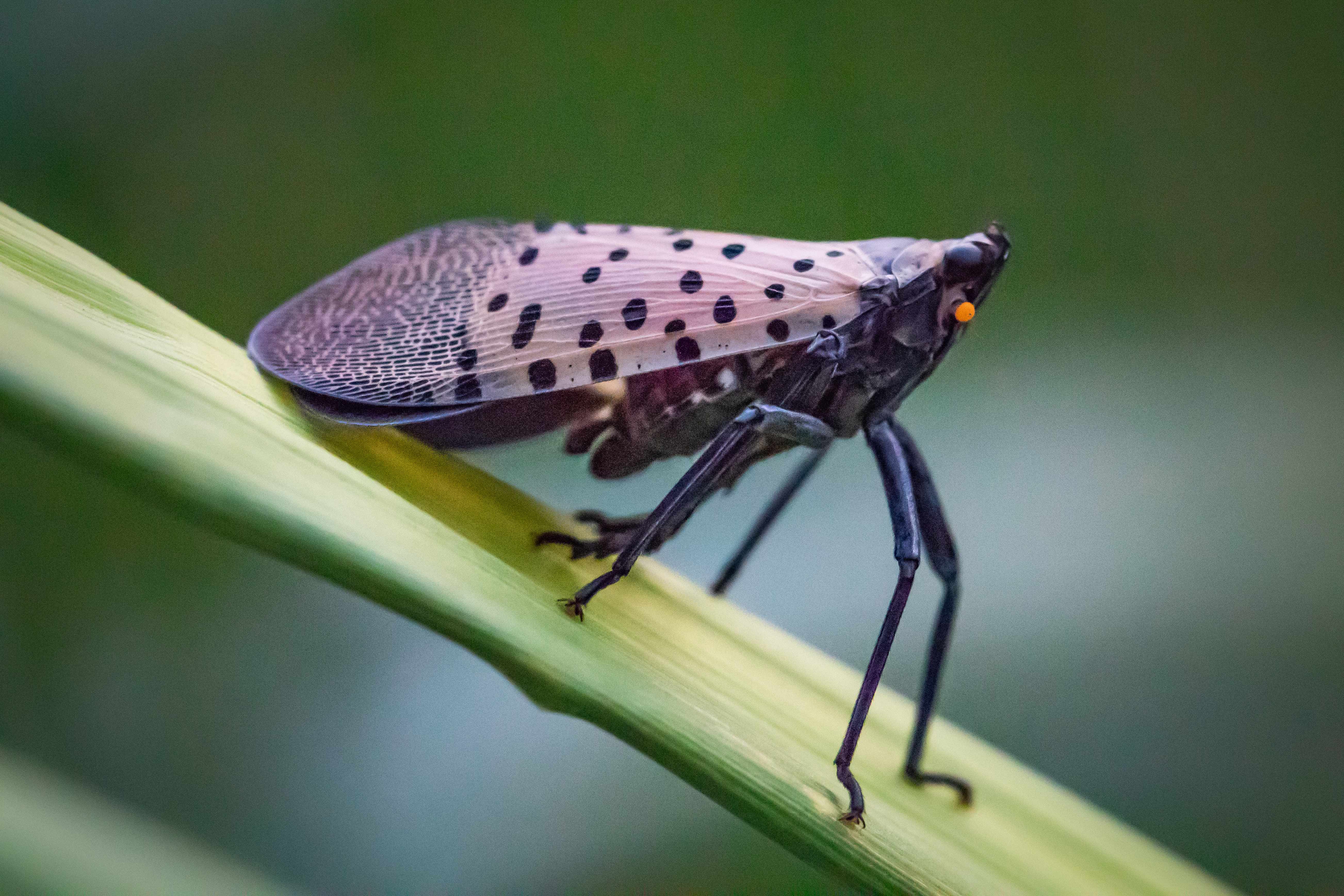 PICTURES: Readers share their pics of spotted lanternflies 