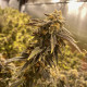 WeedGenics' Cultivation Capabilities Continue Expanding With the Addition of New Cannabis Strains