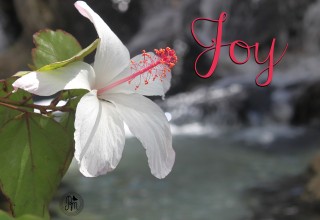 Joy Word of the Year