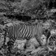 Saving the Malayan Tiger Will Require Global Support