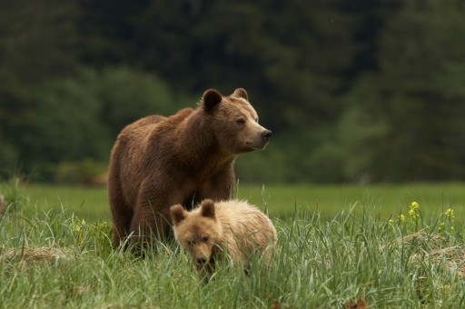 Long-Term Vision: Connecting Vital Ground for Grizzlies