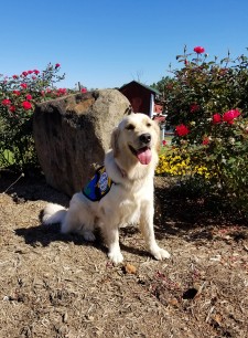 Audra, a Golden Retriever Autism Service Dog