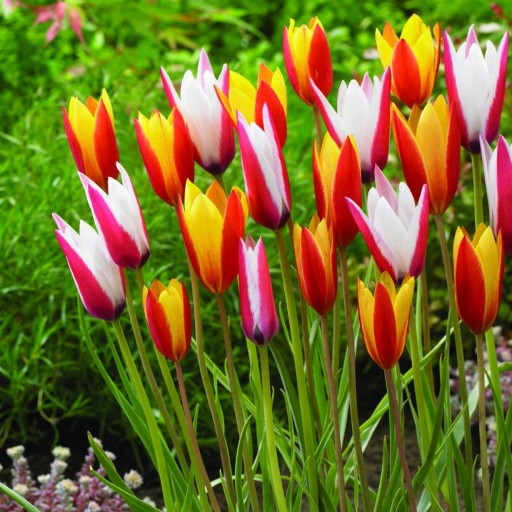 Planting Fall Bulbs Brings Amazing Spring Color