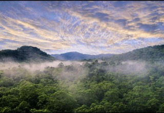 The world's oldest rainforest
