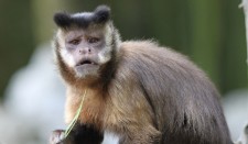 Patty the capuchin celebrates 35th B-Day in style!