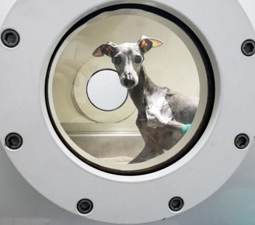CEO of HVM Travels to Australia for First Veterinary Hyperbaric Chamber Installation and Looks to Help Animals Caught in Wildfires
