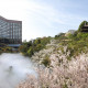 Hotel Chinzanso Tokyo's 70th Anniversary Celebrations Commence With Cherry Blossom Season