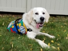 Leotta, a golden retriever Autism Service Dog
