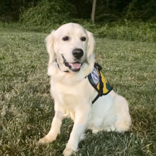 Service Dogs by Warren Retrievers Delivers Autism Service Dog to Child in MA