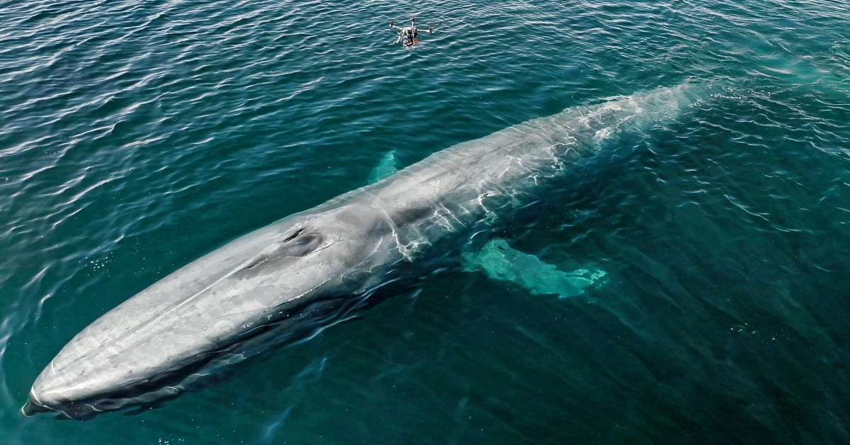 Ocean Alliance Announces FirstEver Successful DroneBased Tagging of