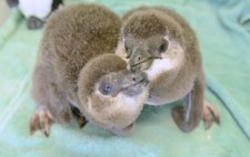Baby Penguins Born!