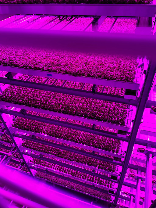 Vertical Farming on the Rise: Arkansas Agricultural Experiment Station and 80 Acres Farms Enter Research Agreement