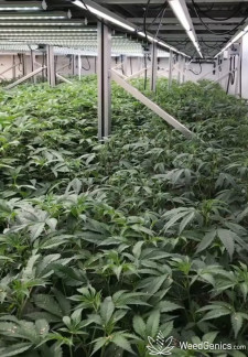 Cannabis Plants