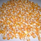 Quality White & Yellow Maize For Human & Animal Consumption 