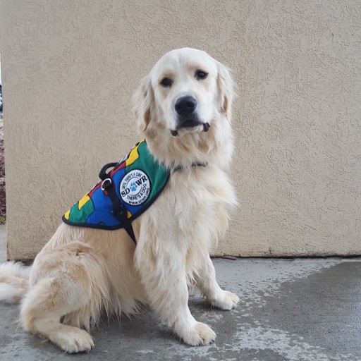 Service Dogs by Warren Retrievers Delivers Autism Service Dog to Child in Coventry CT
