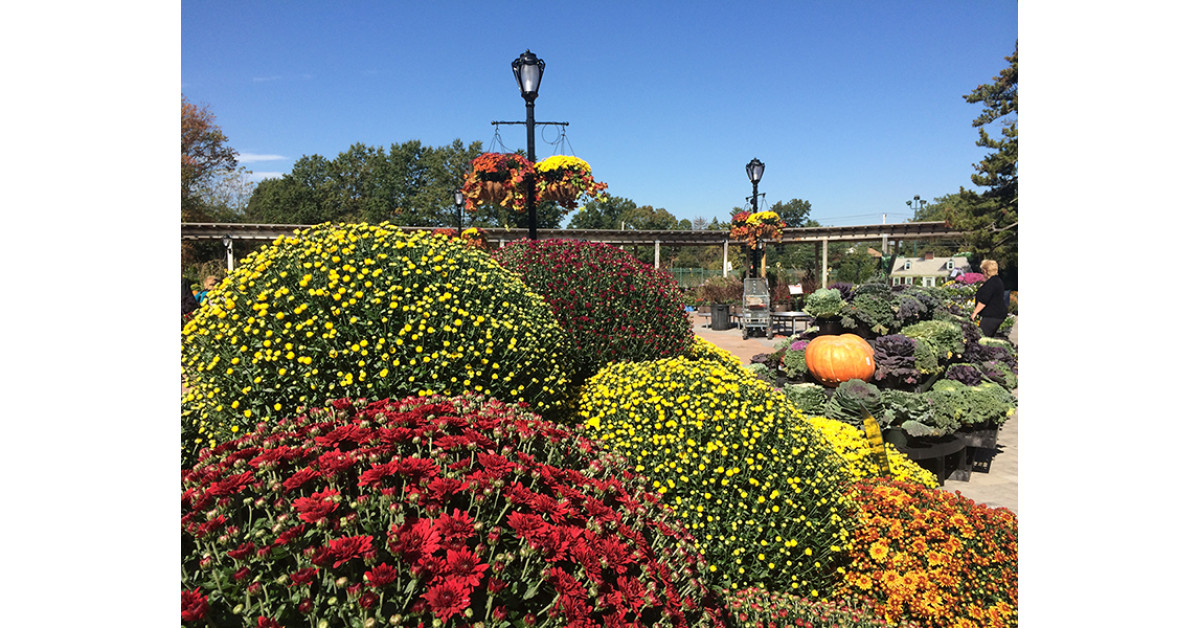 Fall Gardening Tips From Hicks Nurseries Newswire