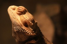 Basking Bearded Dragon