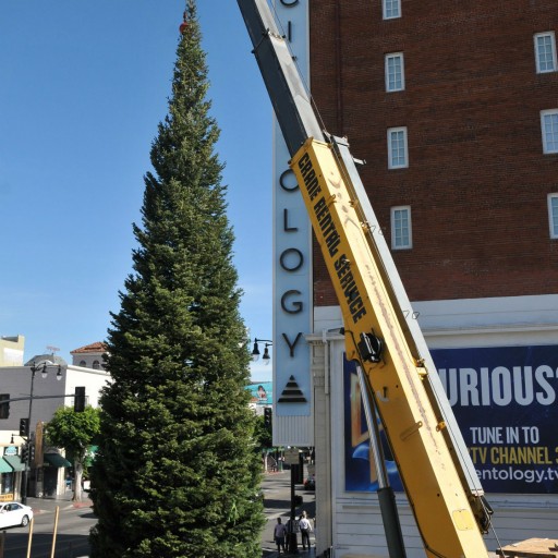 Christmas Tree Arrives for L. Ron Hubbard's Winter Wonderland