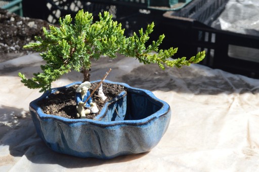 Learn the Art of Bonsai From 9GreenBox.com - Producing Lavish Household Plants and Accessories Since 2007