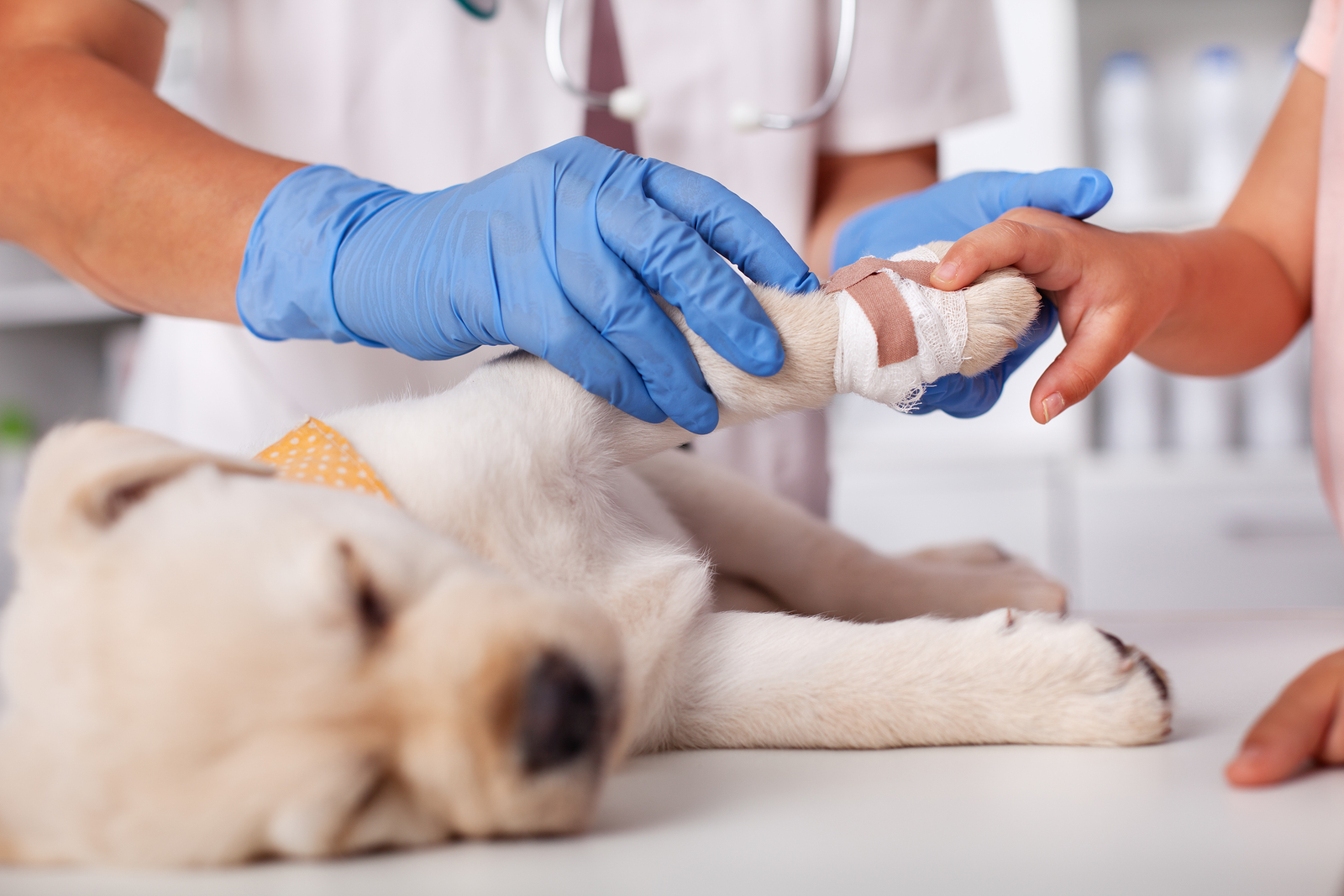 what are the benefits of being a veterinarian