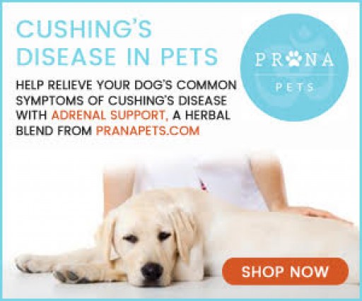New Treatment for Cushing's Disease in Pets Shows Promise in Saving Thousands of Dogs Each Year