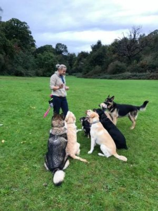 Why Should We Train Our Dogs? Ineta Stanley, a 2022 ThreeBestRated® Award-Winning Dog Trainer From London, Shares