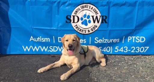 Service Dogs by Warren Retrievers Delivers Diabetic Alert Dog to Pleasant Plains, Il