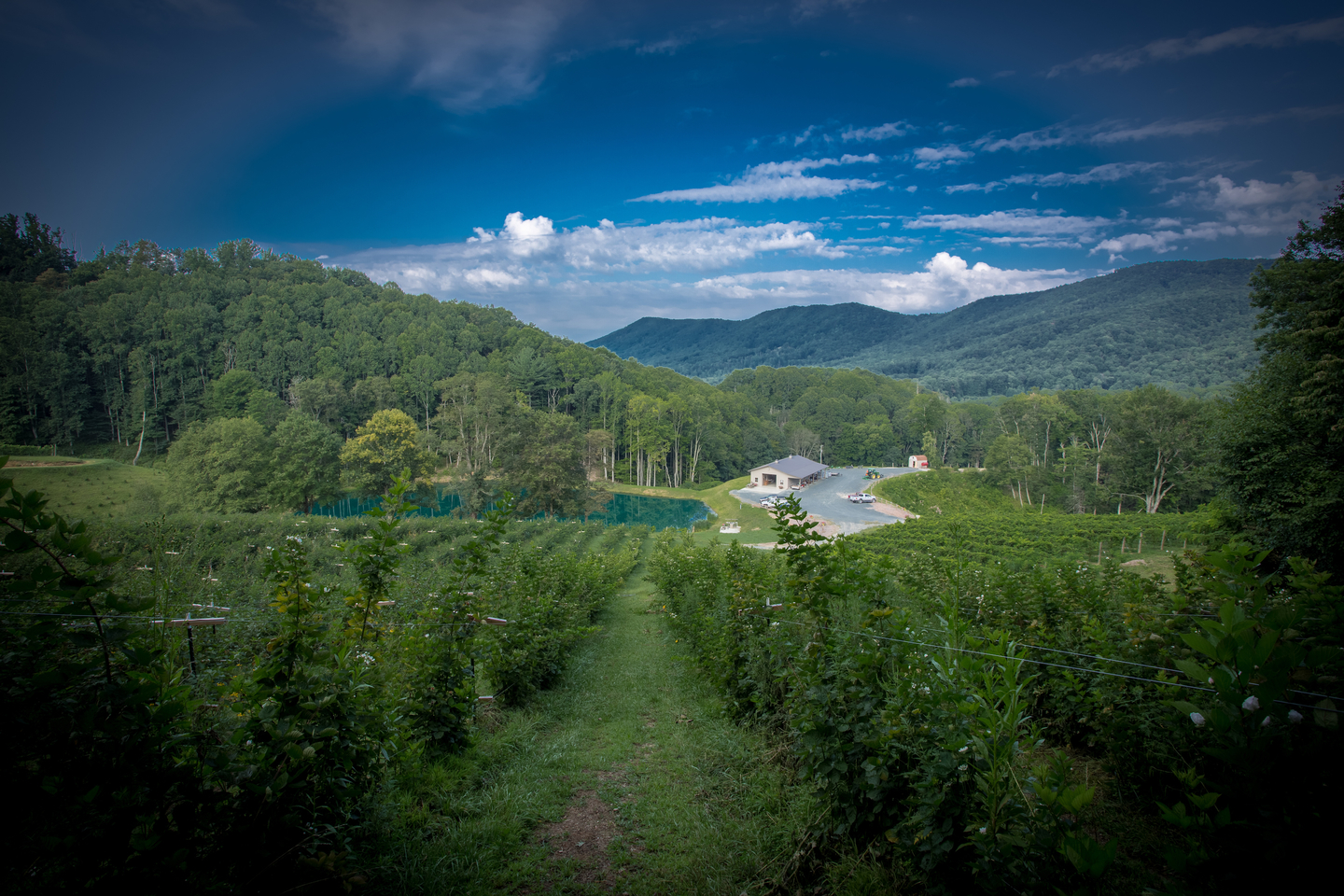 Bethel Valley Farms and Vineyard Hits the Market Newswire