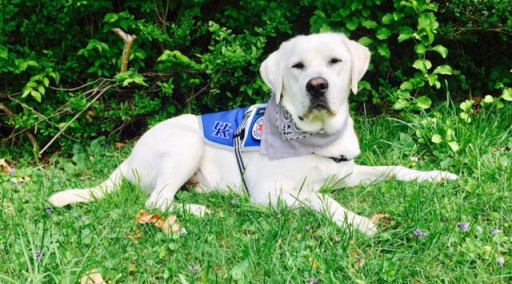 Service Dogs by Warren Retrievers Delivers Diabetic Alert Dog to Ashland, KY