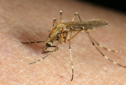 Mosquito Control Awareness Week Offers Tips for Controlling Mosquitoes